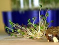 Procedure of sprouts