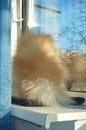 A fluffy dog is sitting on the window. Pomeranian Pomeranian. Royalty Free Stock Photo