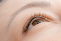 Process applying permanent makeup tattoo on eyelash arrows woman in beautician salon, top view Royalty Free Stock Photo