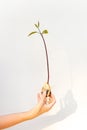 Process of avocado tree growing from the seed,with sprout and roots on white background in woman hand. Botanical science and