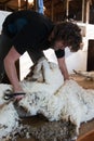 Process of blade-shearing of a sheep Royalty Free Stock Photo