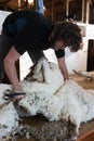 Process of blade-shearing of a sheep