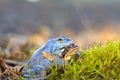 Process of breeding moorfrog Rana arvalis.