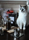 The process of brewing coffee. White blue-eyed cat makes coffee in french press Royalty Free Stock Photo