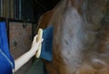 Process of brushing the horse. Take care of animals. Closeup photo of cleaning fur of animals.