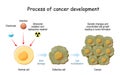 Process of cancer cell development Royalty Free Stock Photo