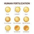 Human fertilization