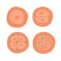 The process of cell division during fertilization. Royalty Free Stock Photo