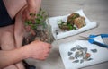 Process of cleaning the bonsai in the spring. Man Cleaning bonsai from wrong twigs with scissors