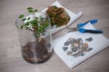 Process of cleaning the bonsai in the spring. Cleaning treetop from wrong twigs with scissors