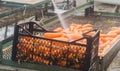 The process of cleaning carrot using high water pressure. Freshly harvested carrots. Summer harvest. Agriculture. Farming. Agro-