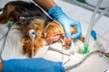 Process of cleaning dental plaque on yorkshire teeth in the veterinary clinic, vet concept