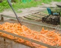 The process of cleaning freshly harvested carrots from the soil using pressure washer. Eco friendly products. Agriculture. Farming Royalty Free Stock Photo