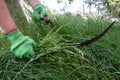 Process cleaning grass with a sickle