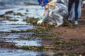 Process of cleaning up the shore beach line from litter garbage rubbish trash, group of eco volunteers remove oil products leak