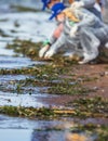 Process of cleaning up the shore beach line from litter garbage rubbish trash, group of eco volunteers remove oil products leak