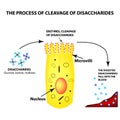 The process of cleavage of disaccharides. Structure of the enterocyte. absorptive cells intestine. Infographics Royalty Free Stock Photo