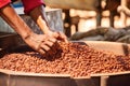 the process of coffee beans dehusking Royalty Free Stock Photo