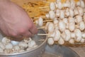 Process of cooking a delicious mushrooms - hands