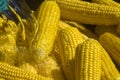 Process of cooking fresh mature corn. Sale of freshly boiled hot corn at fair. Natural yellow background. Close-up.