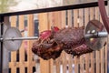 Process of cooking large meat peaces on spit over open fire