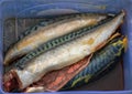 The process of cooking mackerel fish in marinade on the grill. The fish is salted in spices Royalty Free Stock Photo