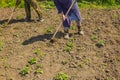The process of cutting weeds at a young age so that they cannot interfere with the growth of potato seedlings. The concept of