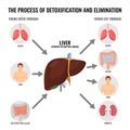 Process of detoxification and elimination cartoon medical poster Royalty Free Stock Photo