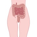 Process of digestion