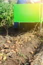 The process of digging potatoes out of the ground. Harvesting campaign with a digging machine. Farming, agriculture. Countryside