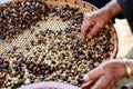 Process dried coffee beans by hand farmers Royalty Free Stock Photo