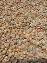 the process of drying coffee before rosting