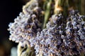 The process of drying lavender in bunches. The concept of healthcare, medicine, Royalty Free Stock Photo