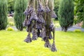 The process of drying lavender in bunches. The concept of healthcare, medicine, Royalty Free Stock Photo