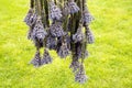 The process of drying lavender in bunches. The concept of healthcare, medicine, Royalty Free Stock Photo