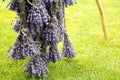 The process of drying lavender in bunches. The concept of healthcare, medicine, Royalty Free Stock Photo