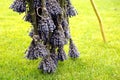 The process of drying lavender in bunches. The concept of healthcare, medicine, Royalty Free Stock Photo