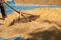 Process drying rice seed outdoor sun light Royalty Free Stock Photo