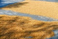 Process of drying wheat seeds in direct sunlight before grinding into flour Royalty Free Stock Photo