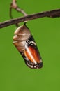 The process of eclosion(1/13 ) The butterfly try to drill out of cocoon shell, from pupa turn into butterfly