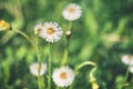 The process of ending the flowering of the coltsfoot plant on a sunny spring day