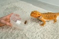 Process of feeding bearded agama dragon with cockroach, he is eating insects. Royalty Free Stock Photo