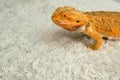 Process of feeding bearded agama dragon with cockroach, he is eating insects. Royalty Free Stock Photo