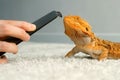 Process of feeding bearded agama dragon with insect cockroach at home on flool. Royalty Free Stock Photo