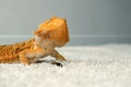 Process of feeding bearded agama dragon with insect cockroach at home on flool. Royalty Free Stock Photo