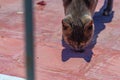 The process of feeding a street gray cat, which came after feeding seagulls with fish on the roof. The concept of caring for wild