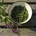 Process of fermentation of tea. Manual processing Ivan tea fermentation Royalty Free Stock Photo