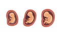 Process of Fetal Development or Embryological Stage Vector Set