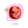 Process of fetus development inside womb. 8th month of pregnancy. Vector design for education book, medical brochure or