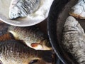 The process of frying river fish crucian carp in a pan on a kitchen stove.River fish of Russian rivers Royalty Free Stock Photo